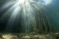 Underwater landscape with reed Typha