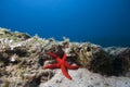 Underwater Landscape with star fish