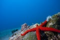 Underwater Landscape with star fish