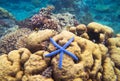 Underwater landscape with starfish. Coral undersea photo. Seashore texture.