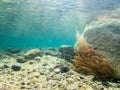 Underwater landscape with stones and water-milfoil plants.