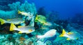 Underwater Landscape with Sweetlips Fishes