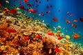 Underwater landscape Royalty Free Stock Photo