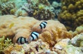 Underwater landscape with tropical fish. Black and white striped dascillus in coral reef. Coral fish family closeup. Royalty Free Stock Photo