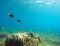 Underwater landscape with tropical fish. Clownfish undersea photo. Royalty Free Stock Photo