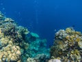 Underwater landscape with tropical fish and coral reef. Coral wall and deep blue abyss. Marine animal in wild nature Royalty Free Stock Photo