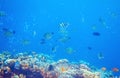 Underwater landscape with tropical fish and coral reef. Yellow black striped dascillus. Tropical aquarium background Royalty Free Stock Photo