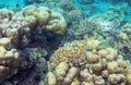 Underwater landscape with tropical fish. Coral seabottom. Exotic island shallow water wildlife.