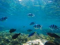 Underwater landscape. Tropical fish Dascillus in blue seawater undersea photo.