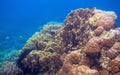 Underwater landscape with tropical fish. Exotic island shallow water wildlife.