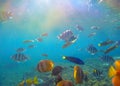 Underwater landscape with tropical fish and sunlight. Sun and blue water with oceanic life. Royalty Free Stock Photo