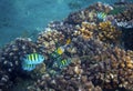 Underwater landscape with tropical fish. Undersea view photo. Fauna and flora of tropical shore. Royalty Free Stock Photo