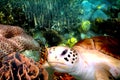 Underwater landscape with turtle Royalty Free Stock Photo