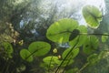 Underwater landscape Water lily nuphar lutea Royalty Free Stock Photo