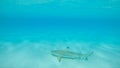 UNDERWATER: Large adult blacktip shark roaming around the vast turquoise ocean. Royalty Free Stock Photo