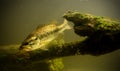 Underwater largemouth bass fish Royalty Free Stock Photo