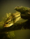 Underwater largemouth bass fish Royalty Free Stock Photo