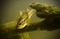 Underwater largemouth bass in florida