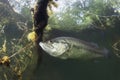 Underwater Largemouth Bass Micropterus salmoides