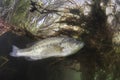 underwater Largemouth Bass Micropterus salmoides Royalty Free Stock Photo