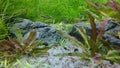 Underwater life background with small fish and aquatic plants
