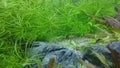 Underwater life background with small fish and aquatic plants