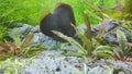 Underwater life background with small fish and aquatic plants