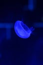 Blue jelly-fish swimming against bright fluorescent background Royalty Free Stock Photo