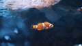 Underwater life concept. Beautiful clownfish in orange and white stripes swimming.