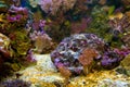 Underwater life. Coral reef, fish. Royalty Free Stock Photo