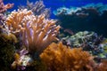 Underwater life. Coral reef, fish. Royalty Free Stock Photo