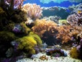 Underwater life. Coral reef, fish.