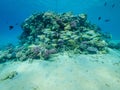 Underwater life with coral reef and fishes in the Red Sea Royalty Free Stock Photo