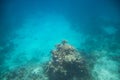 Underwater life. Coral reef in Red near Egypt coast. Flocks of tropical fishes Royalty Free Stock Photo