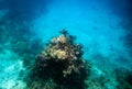 Underwater life. Coral reef in Red near Egypt coast. Flocks of tropical fishes Royalty Free Stock Photo