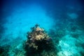 Underwater life. Coral reef in Red near Egypt coast. Flocks of tropical fishes Royalty Free Stock Photo