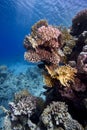 Red Sea corals underwater scene Royalty Free Stock Photo