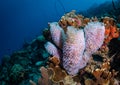 Underwater life on the Dutch Caribbean island of Bonaire Royalty Free Stock Photo