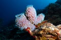 Underwater life on the Dutch Caribbean island of Bonaire Royalty Free Stock Photo