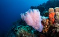 Underwater life on the Dutch Caribbean island of Bonaire Royalty Free Stock Photo