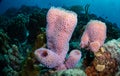 Underwater life on the Dutch Caribbean island of Bonaire Royalty Free Stock Photo