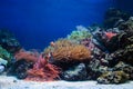 Underwater life, Fish, coral reef Royalty Free Stock Photo