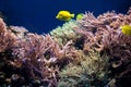 Underwater life, Fish, coral reef Royalty Free Stock Photo