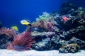 Underwater life, Fish, coral reef Royalty Free Stock Photo