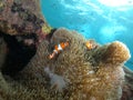 Underwater Life Of Lembongan Island, Bali. Royalty Free Stock Photo