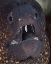 Underwater life on the Maldives. The waters, where there are various tropical creatures ...