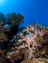 Corals underwater