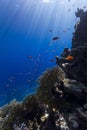 Underwater scene with fish