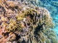 Underwater life of reef with close up view of corals and tropical fish. Coral Reef at the Red Sea, Egypt Royalty Free Stock Photo