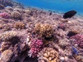 Underwater life of reef with close up view of corals and tropical fish. Coral Reef at the Red Sea, Egypt Royalty Free Stock Photo